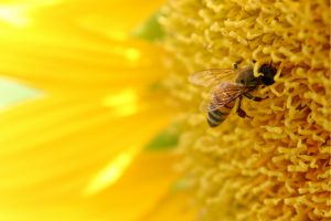 ruche-300x225 فوائد غذاء ملكات النحل