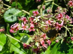 fleurs-anarcadier-300x225 الكاجو و فوائده