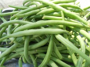 panier-de-haricots-verts-300x219 الفصولياء الخضراء، خضار للنحافة