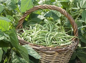 panier-de-haricots-verts-300x219 الفصولياء الخضراء، خضار للنحافة