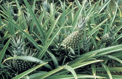 ananas-plante الأناناس و فوائدها