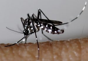 moustique-sen-débarasser كيفية المكافحة بفعالية ضد البعوض؟